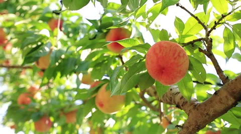 Harvest of peaches. Stock Footage 52993631