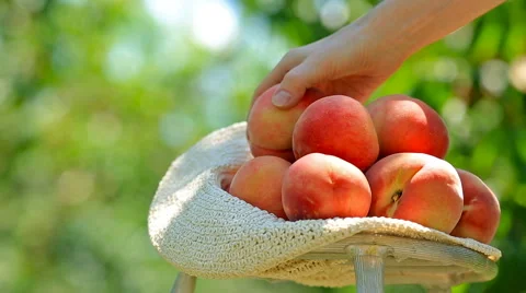 Harvest of peaches. Video stock 65517415