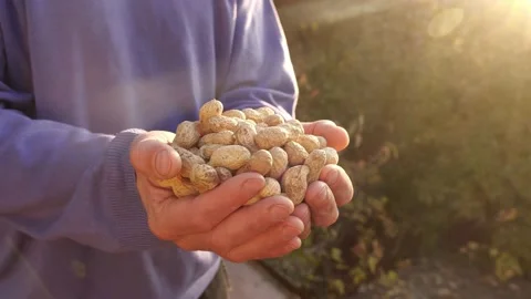 Harvest of peanuts. Peanuts in the shell in the hands of a farmer Vídeo Stock 226862365