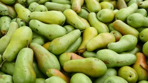 The harvest of pears Stock Footage 90865306