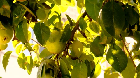Harvest of pears on a tree in the garden. Selective focus. Stock Footage 274206933