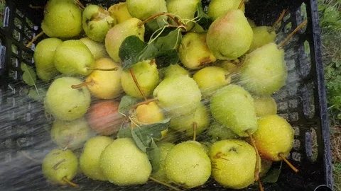Harvest pears wash Stock Footage 92575397