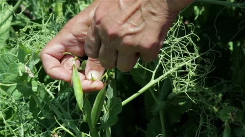 Harvest peas Vidéo 65120325