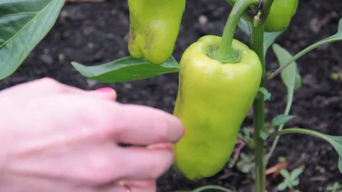 Harvest pepper to collect Stock Footage 78071012