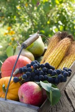 Harvest Stock Photos