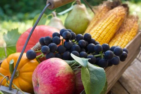 Harvest Stock Photos