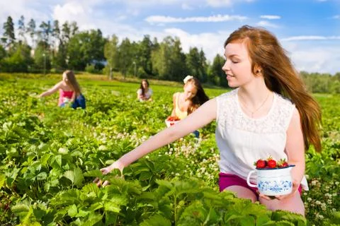 Harvest Foto stock