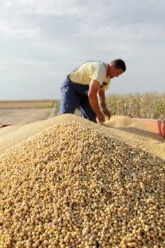 Harvest 库存照片
