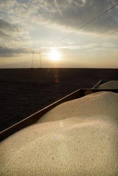 Harvest Stockfoto's