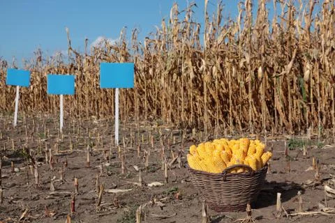 Harvest 写真素材