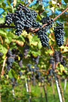 Harvest Stock Photos