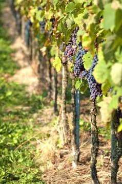 Harvest Stock Photos