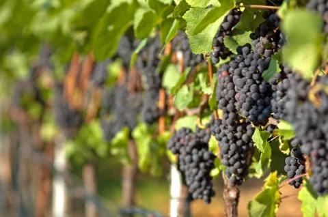Harvest Stock Photos