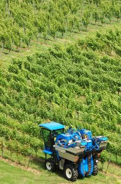 Harvest Stock Photos