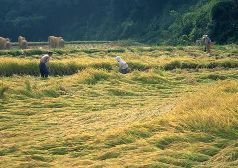 Harvest Stock Photos