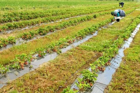 Harvest Stock Photos