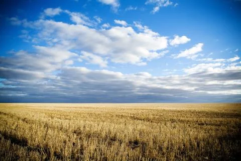 Harvest 스톡 사진