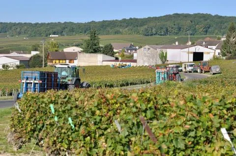 Harvest Stock Photos