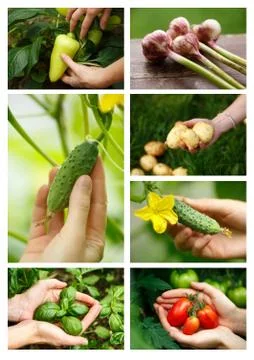 Harvest Stock Photos