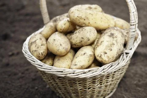 Harvest Stock Photos