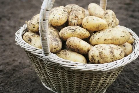 Harvest Stock Photos