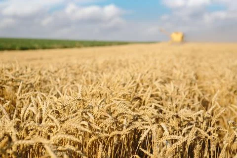 Harvest Stock Photos