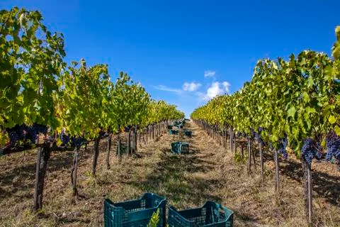 Harvest Foto stock