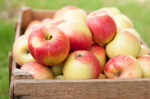 Harvest Stock Photos