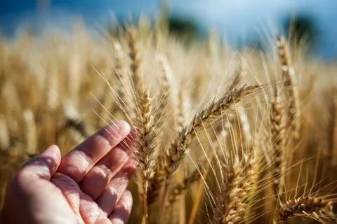 Harvest Stock Photos