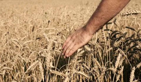 Harvest Stock Photos