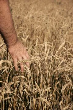 Harvest Stock Photos