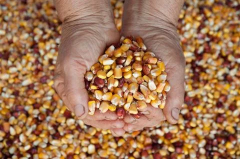 Harvest Stock Photos