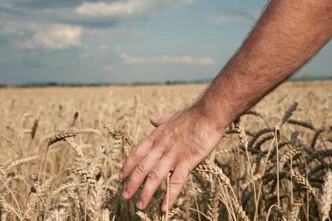 Harvest Stock Photos
