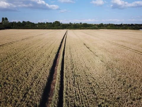 Before the Harvest Stock Photos