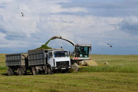 Harvest Stock Photos