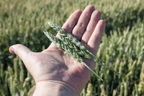 Harvest Stock Photos