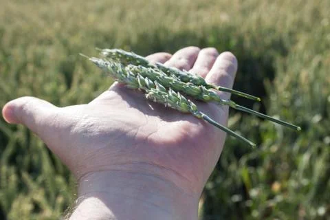 Harvest Stock Photos