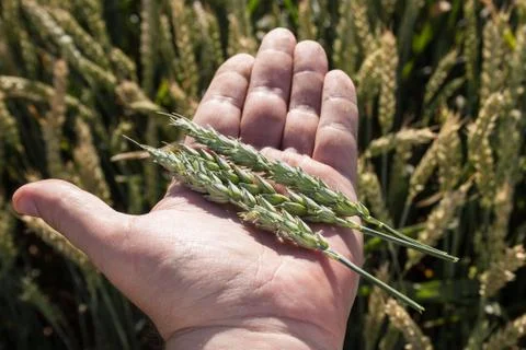 Harvest Stock Photos