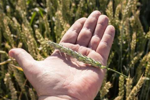 Harvest Stock Photos