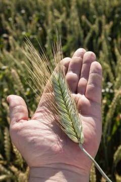 Harvest Stock Photos