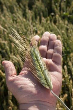 Harvest Stock Photos