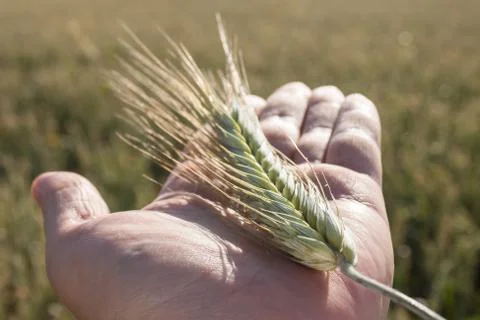 Harvest Stock Photos