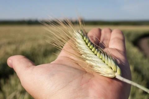 Harvest Stock Photos