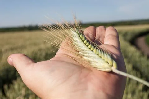 Harvest Stock Photos