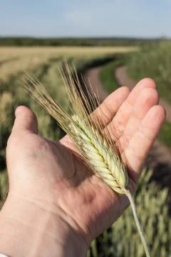 Harvest Stock Photos