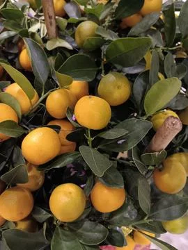 Harvest Stock Photos
