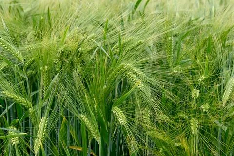 Harvest Foto stock