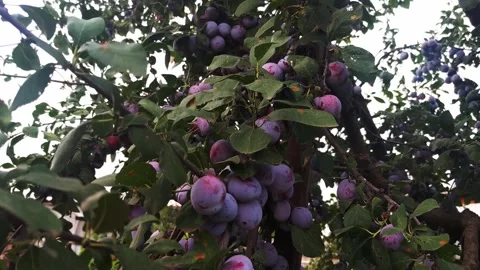 The harvest of plums. Branches with ripened plums. Stock Footage 243820357