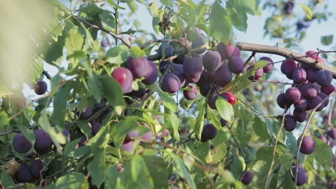 The harvest of plums 库存影片 93852022
