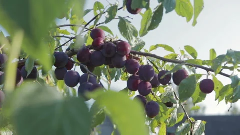The harvest of plums Stock Footage 93852349